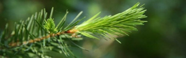 Le Mémento de la forêt et du bois 2013 Le Mémento de la forêt et du bois 2013