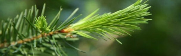 Le ministère enquête les propriétaires de forêt Le ministère enquête les propriétaires de forêt