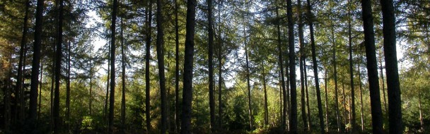 Les forestiers français face aux défis de la forêt française Les forestiers français face aux défis de la forêt française