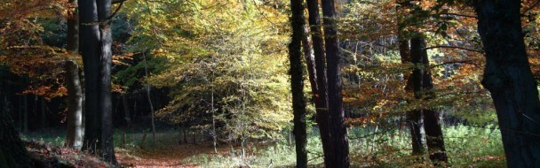 Restitution de l’enquête : Les Limousins et la Forêt : Connaissances, perception et idées reçues. Restitution de l’enquête : Les Limousins et la Forêt : Connaissances, perception et idées reçues.