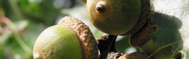 Mémento de la forêt et bois 2014 Mémento de la forêt et bois 2014