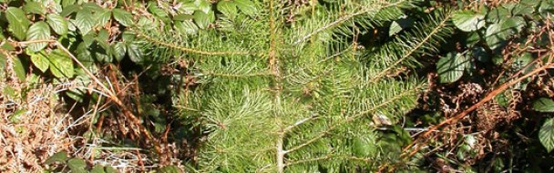 Fiches dégâts de gibier Fiches dégâts de gibier