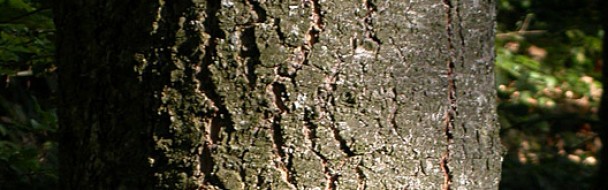 Le changement climatique et ses conséquences en forêt Le changement climatique et ses conséquences en forêt