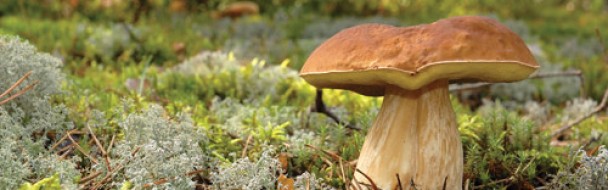 Cueillette des champignons : attention aux intoxications !