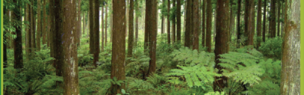 Plan d’action interministériel  et contrat de filière forêt-bois 2018-2020