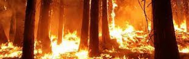 SAUVONS LES FORÊTS FRANCAISES ! Une collecte de dons exceptionnelle après les incendies de cet été SAUVONS LES FORÊTS FRANCAISES ! Une collecte de dons exceptionnelle après les incendies de cet été